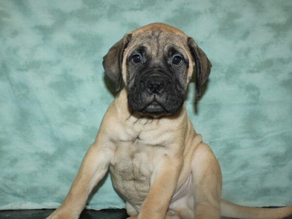 Bullmastiff DOG Male Fawn 9038 Petland Rome, Georgia