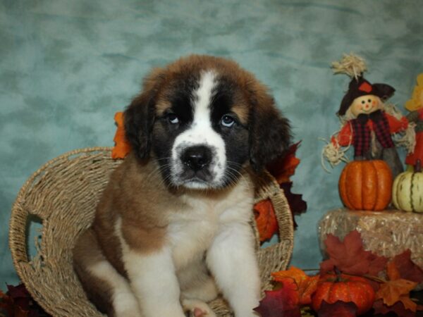 Saint Bernard DOG Female Sable & White 19770 Petland Rome, Georgia