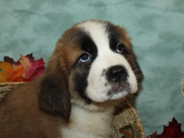 Saint Bernard DOG Female Sable & White 9046 Petland Rome, Georgia