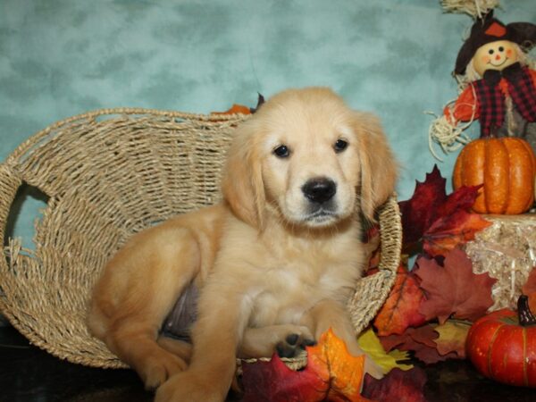 Golden Retriever DOG Female LIGHT GOLDEN 9047 Petland Rome, Georgia