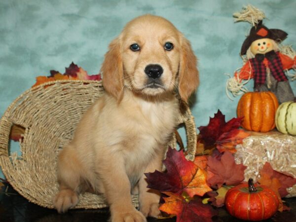 Golden Retriever DOG Female Gold 19771 Petland Rome, Georgia