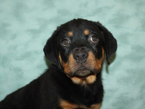 Rottweiler DOG Male Black & Tan 19769 Petland Rome, Georgia