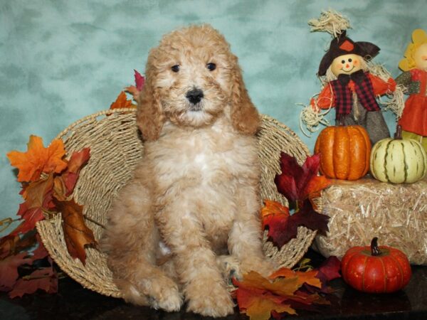 Labradoodle-DOG-Male-Red-9041-Petland Rome, Georgia