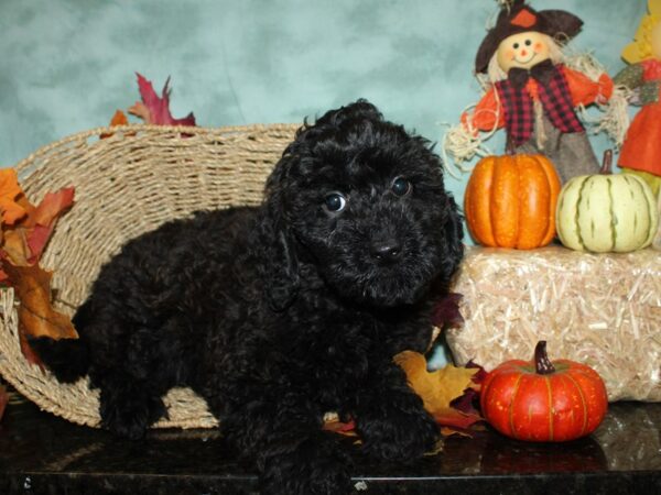 Cockadoodle-DOG-Male-BLK-9045-Petland Rome, Georgia