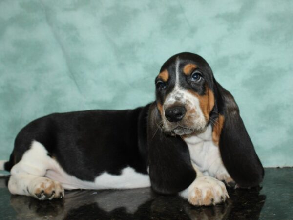 Basset Hound DOG Male Black Brown and White 19772 Petland Rome, Georgia