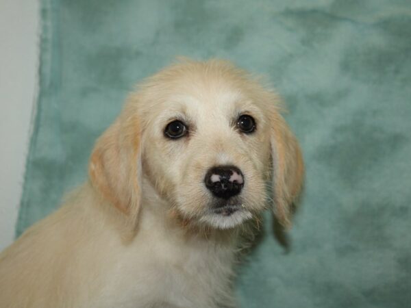 Labradoodle-DOG-Female-Yellow-19775-Petland Rome, Georgia