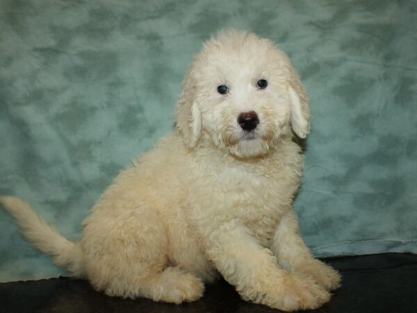 Komondoodle-DOG-Male-White-19774-Petland Rome, Georgia