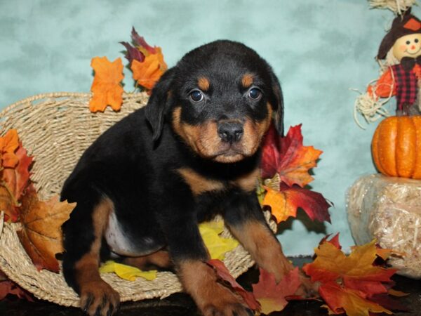 Rottweiler-DOG-Female-Black & Tan-9040-Petland Rome, Georgia