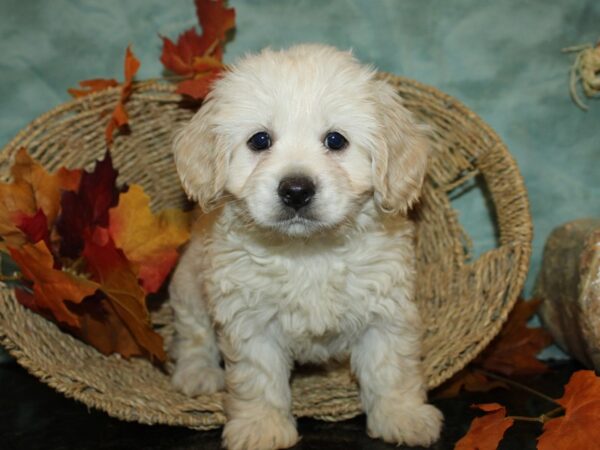 Cocker Chon-DOG-Female-CREAM WHITE-9056-Petland Rome, Georgia