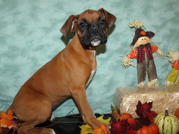 Boxer DOG Female Fawn 19780 Petland Rome, Georgia