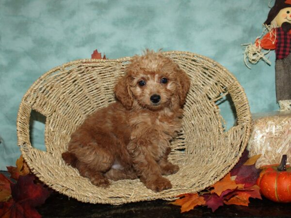 Goldendoodle Mini-DOG-Male-Dark Golden-19782-Petland Rome, Georgia