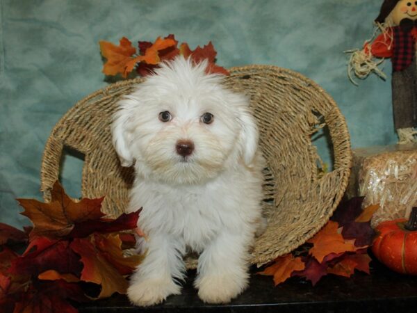 Havanese DOG Female White 19776 Petland Rome, Georgia