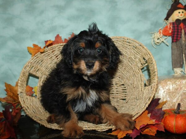 Aussiedoodle Mini-DOG-Male-Black Red / White-9051-Petland Rome, Georgia