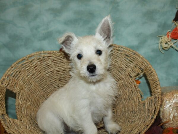 West Highland White Terrier-DOG-Male-White-9049-Petland Rome, Georgia