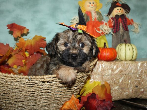 Morkie DOG Female BLK TAN 9061 Petland Rome, Georgia