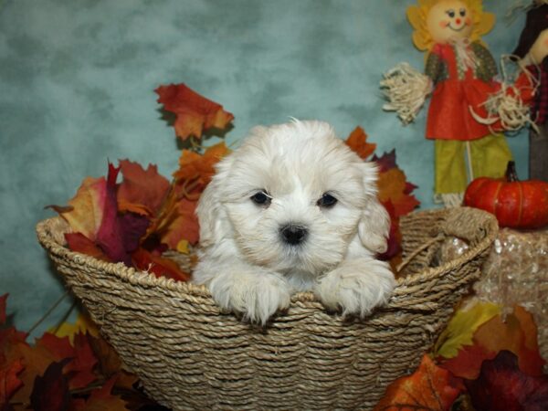 Teddy-DOG-Male-Creme wh-9060-Petland Rome, Georgia