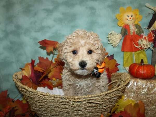 Hava Poo-DOG-Male-CREAM WHITE-9059-Petland Rome, Georgia