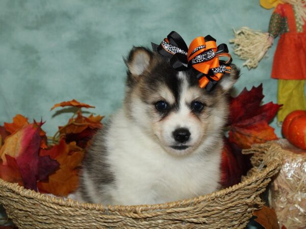 Pomsky-DOG-Female-BLK WH-9066-Petland Rome, Georgia