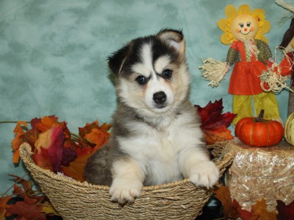 Pomsky DOG Male BLK WH 9067 Petland Rome, Georgia