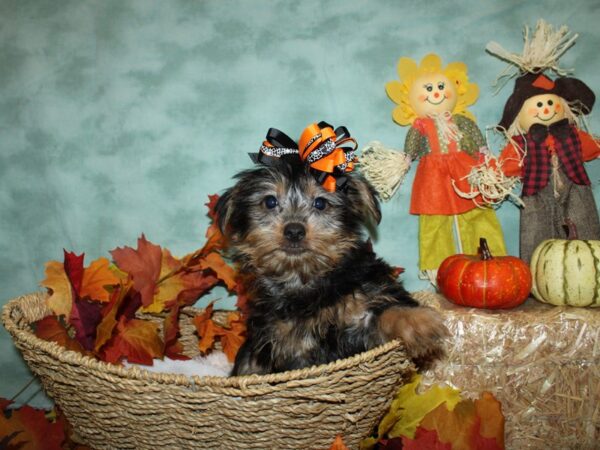 Silky Terrier DOG Female Silver Black and Tan 19803 Petland Rome, Georgia