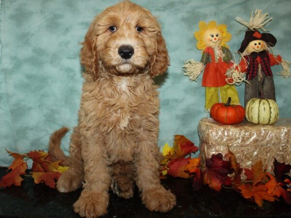 Goldendoodle 2nd Gen DOG Male Golden 19804 Petland Rome, Georgia