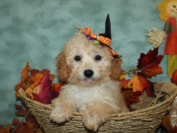 Poodle DOG Male Apricot 19797 Petland Rome, Georgia