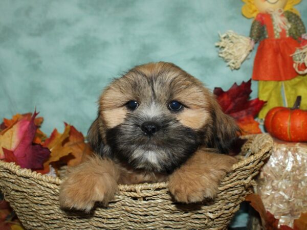 Lhasa Apso DOG Male Brown 19793 Petland Rome, Georgia