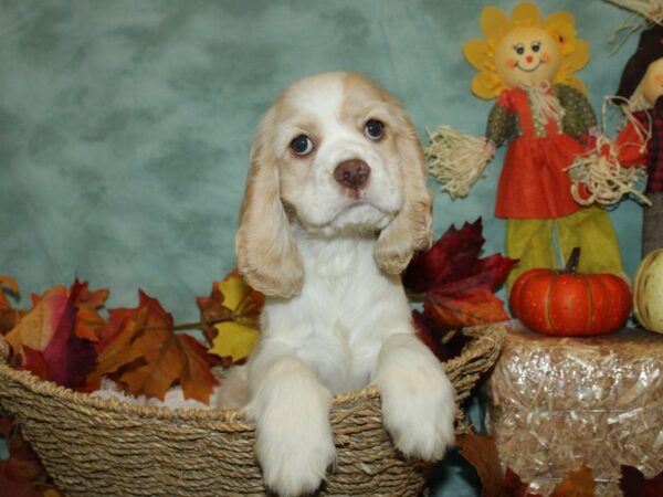 Cocker Spaniel DOG Male Buff / White 19791 Petland Rome, Georgia