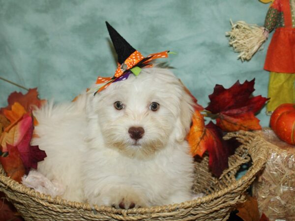 Havanese DOG Male White 19792 Petland Rome, Georgia