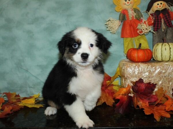 Miniature American Shepherd-DOG-Female-BLK TRI-9065-Petland Rome, Georgia