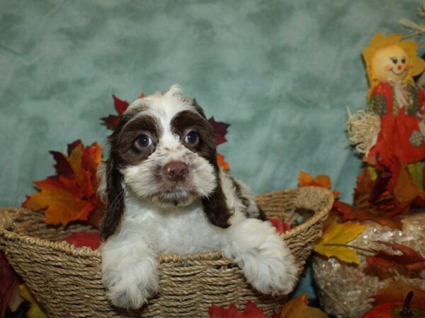 Cockapoo DOG Female Brown & white 19820 Petland Rome, Georgia