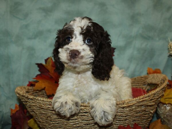 Cockapoo DOG Male Brown & white 19819 Petland Rome, Georgia