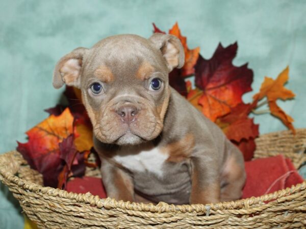 Olde English Bulldogge-DOG-Female-Lilac tan-19818-Petland Rome, Georgia