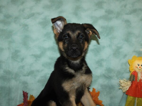 German Shepherd Dog DOG Female Black / Tan 19816 Petland Rome, Georgia