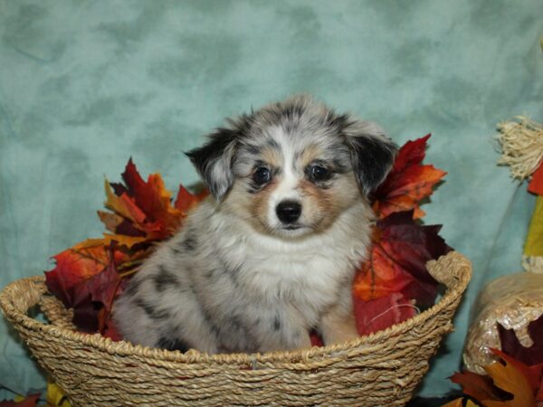 Mini Aussie-DOG-Female-BLUE MERLE-19817-Petland Rome, Georgia