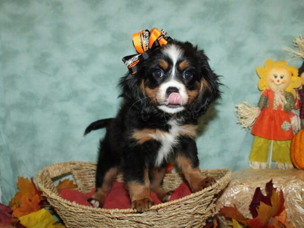 Mini Bernese-DOG-Female-Tri-Colored-19815-Petland Rome, Georgia