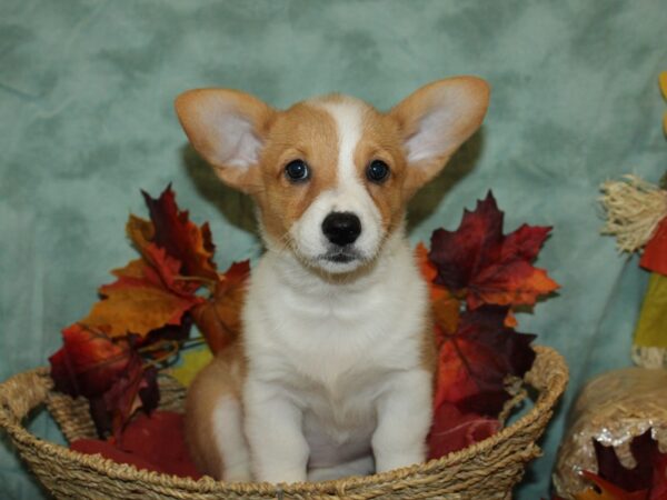 Pembroke Welsh Corgi DOG Female Red / White 19813 Petland Rome, Georgia