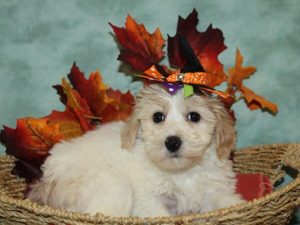 Cockachon-DOG-Female-BROWN WHITE-9083-Petland Rome, Georgia