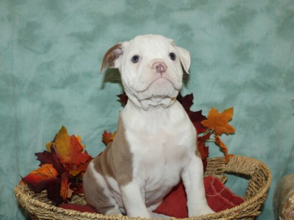 Olde English Bulldogge-DOG-Male-Lilac merle-9079-Petland Rome, Georgia