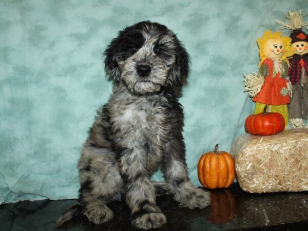 F2 ST Goldendoodle DOG Male Blue Merle 9077 Petland Rome, Georgia