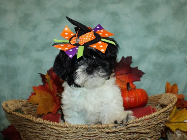 Marshmellow-DOG-Female-Black / White-9074-Petland Rome, Georgia