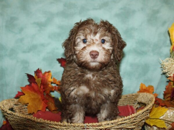 Havapoo-DOG-Female-Chocolate-9071-Petland Rome, Georgia