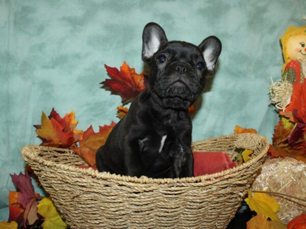 Frenchton-DOG-Female-BLK BRINDLE-9082-Petland Rome, Georgia