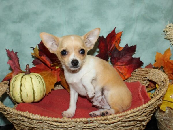 Chihuahua DOG Male Cream 9073 Petland Rome, Georgia