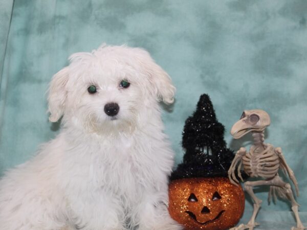 Coton De Tulear DOG Female White 9015 Petland Rome, Georgia