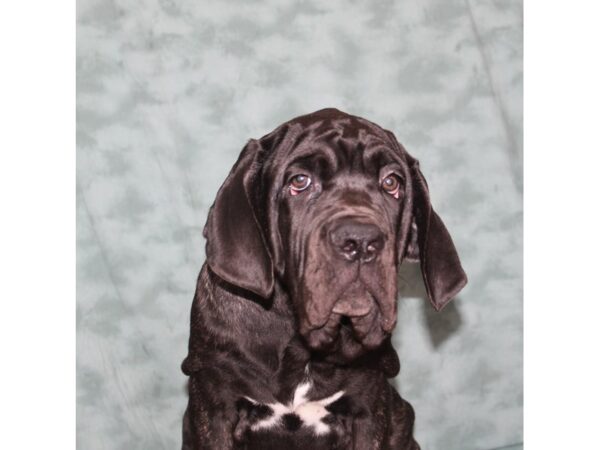 Neapolitan Mastiff DOG Male Black Brindle 9021 Petland Rome, Georgia