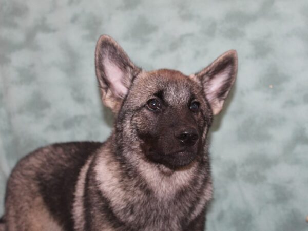 Norwegian Elkhound DOG Male Black / Silver 9016 Petland Rome, Georgia