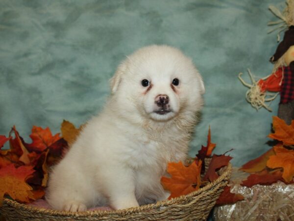 American Eskimo DOG Female WH 19827 Petland Rome, Georgia