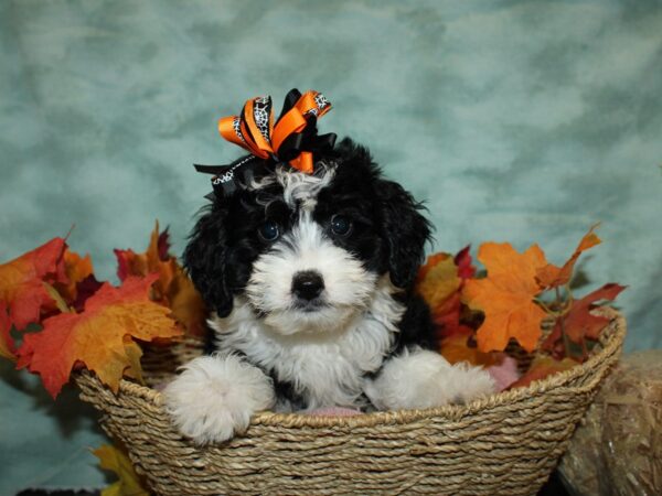 Aussiedoodle Mini-DOG-Female-Black / White-9086-Petland Rome, Georgia