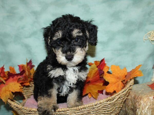 Poodle DOG Male Black White / Tan 9090 Petland Rome, Georgia